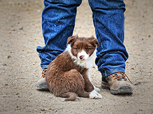Lisa Edwards Stockdogs